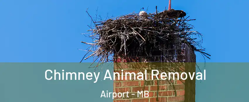 Chimney Animal Removal Airport - MB