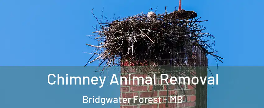 Chimney Animal Removal Bridgwater Forest - MB