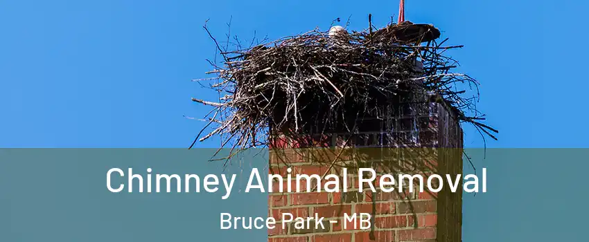 Chimney Animal Removal Bruce Park - MB