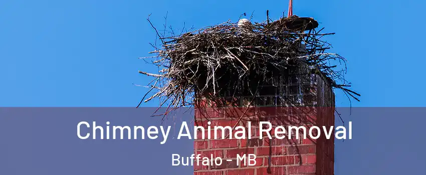  Chimney Animal Removal Buffalo - MB