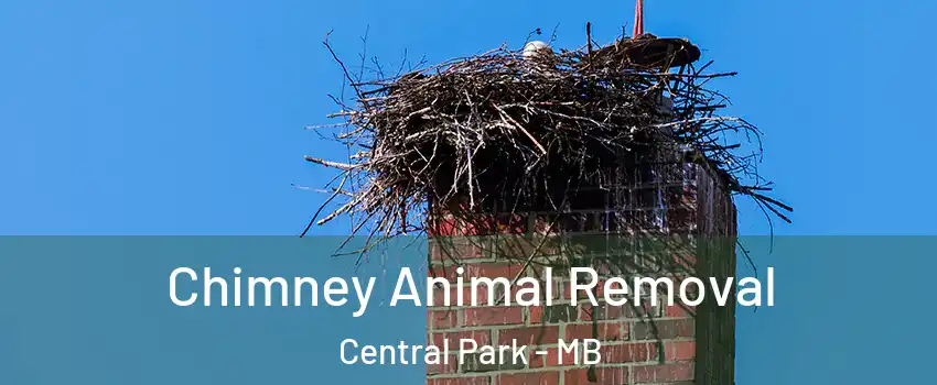 Chimney Animal Removal Central Park - MB