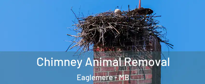 Chimney Animal Removal Eaglemere - MB
