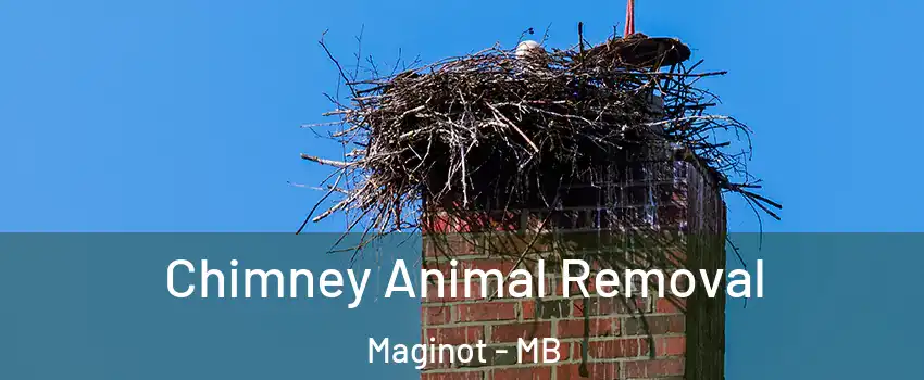 Chimney Animal Removal Maginot - MB
