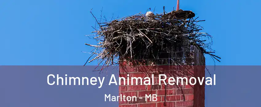Chimney Animal Removal Marlton - MB
