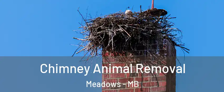 Chimney Animal Removal Meadows - MB