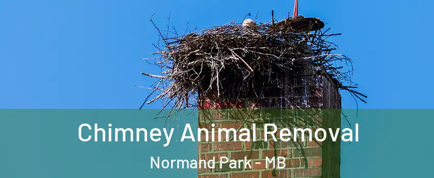  Chimney Animal Removal Normand Park - MB