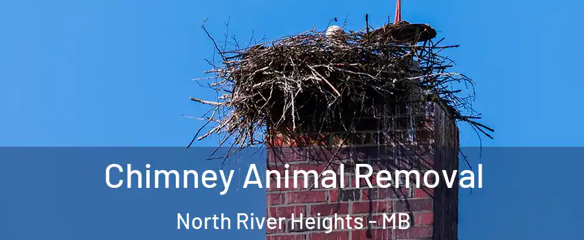 Chimney Animal Removal North River Heights - MB