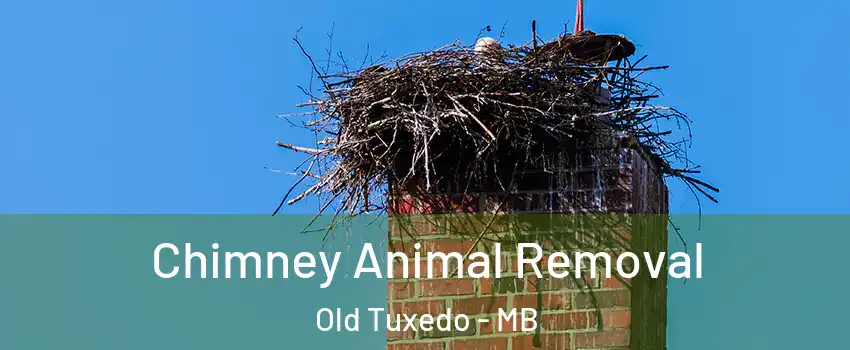  Chimney Animal Removal Old Tuxedo - MB