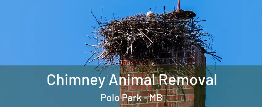  Chimney Animal Removal Polo Park - MB
