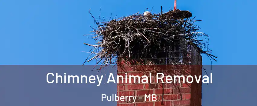  Chimney Animal Removal Pulberry - MB
