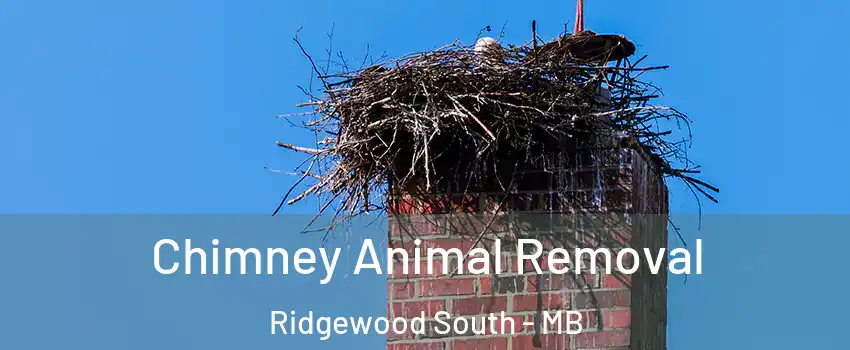 Chimney Animal Removal Ridgewood South - MB