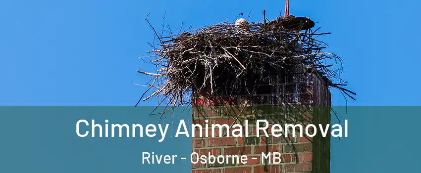 Chimney Animal Removal River - Osborne - MB