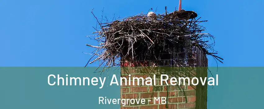 Chimney Animal Removal Rivergrove - MB