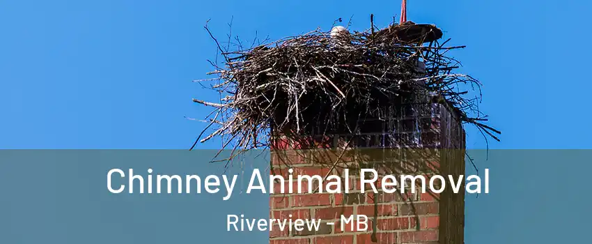 Chimney Animal Removal Riverview - MB