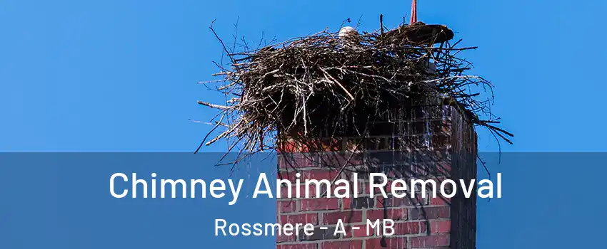 Chimney Animal Removal Rossmere - A - MB